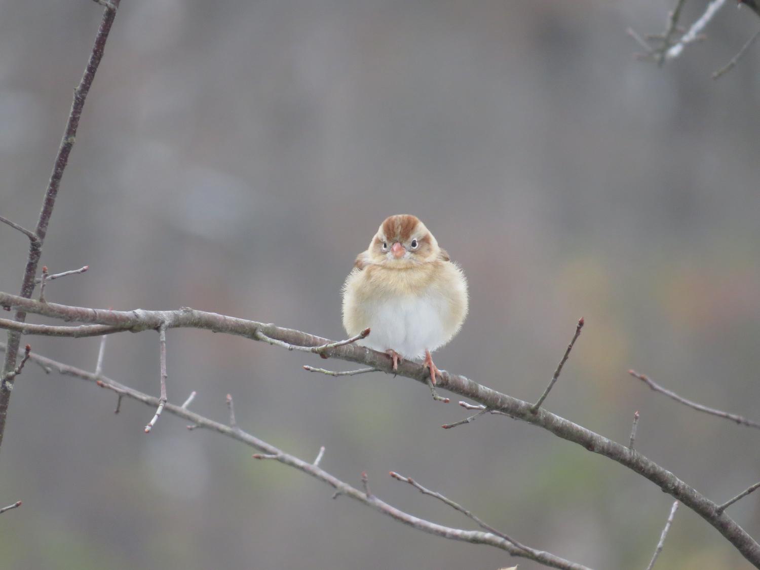 beginner-bird-watching-the-wilds